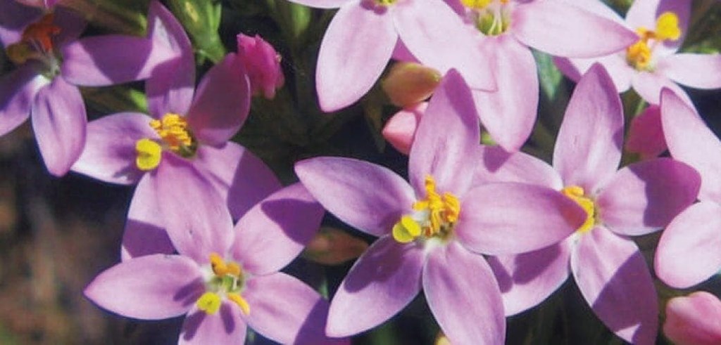 CENTAURY O LA CHICA BUENA