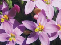 CENTAURY O LA CHICA BUENA