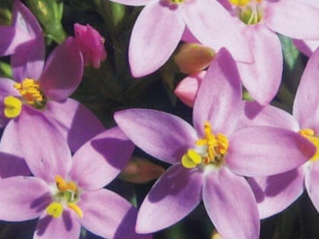 CENTAURY O LA CHICA BUENA